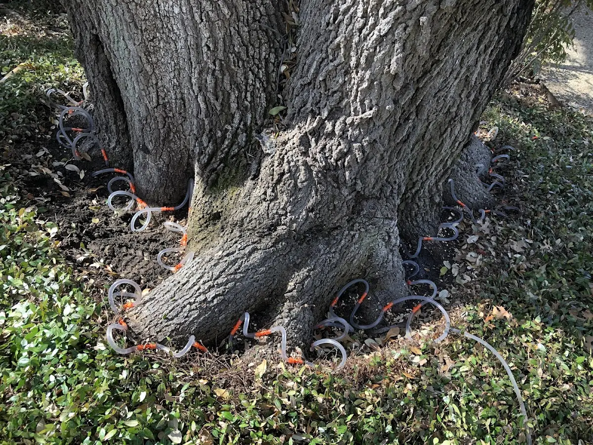 Detailed Tree Cabling and Bracing job site in Dennehotso