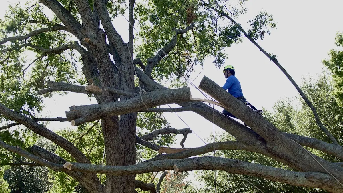 Professional Crown Thinning performed by certified arborists in Dennehotso