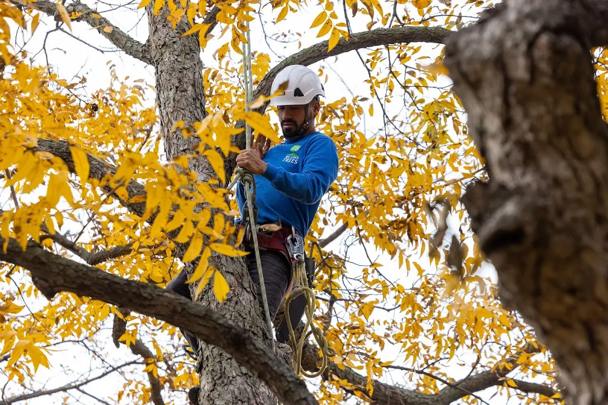 Skilled Tree Planing crew working in Dennehotso
