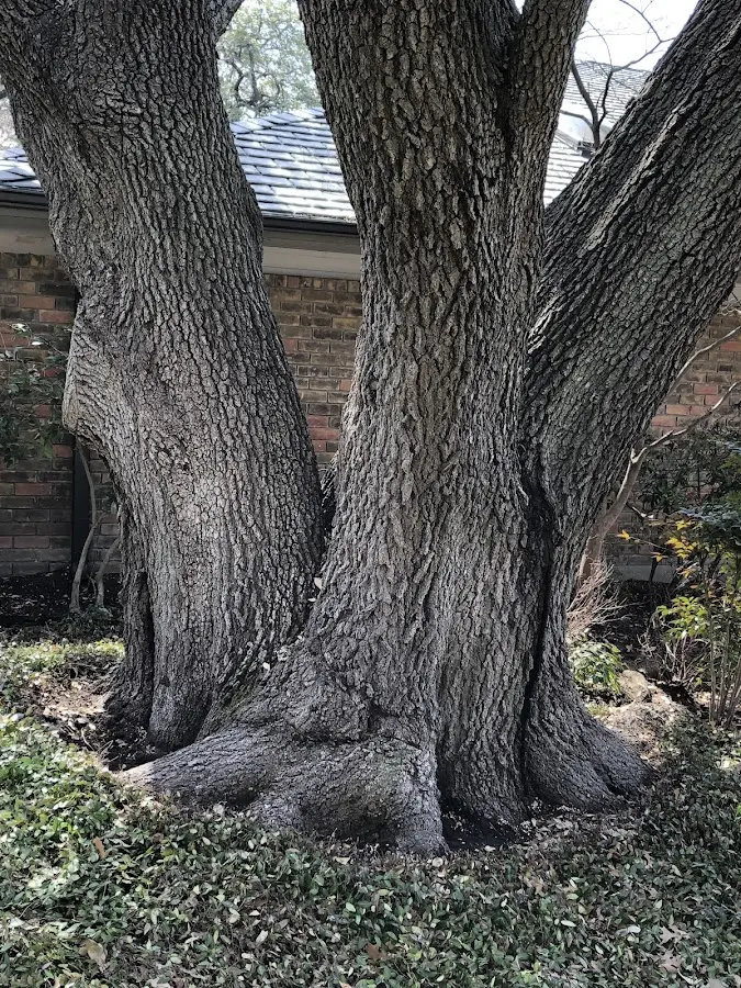 Mature heritage tree close to a Dennehotso property cared for by certified arborists